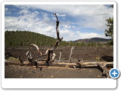 0624_Sunset Crater Volcano
