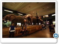 296_Museum_of_Natural_and_History