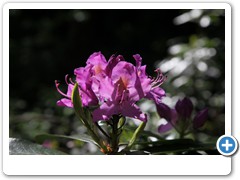 051_Wasserschloss_Herten