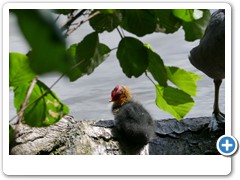 068_Burg_Vischering_2020