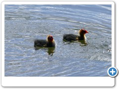 069_Burg_Vischering_2020