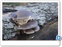 020_Wasserschloss_Werdringen_Hagen_2019+