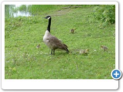 0044_Wasserschloss_Wittringen_Gladbeck_2020