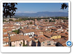 0383_Lucca_Torre_Guinigi