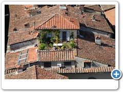 0390_Lucca_Torre_Guinigi