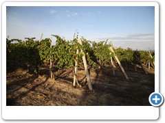 1314_Montepulciano_Sonnenaufgang