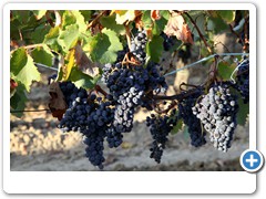 1315_Montepulciano_Sonnenaufgang