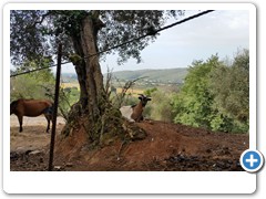 0273_Agriturismo_il_Leopoldino