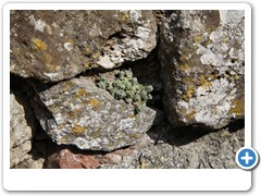 0589_Volterra