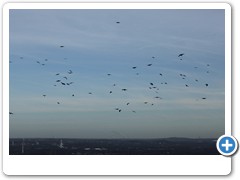 220_Prosper_Haniel_2018_12
